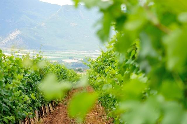 pavlidis vines a credits markos torpillas