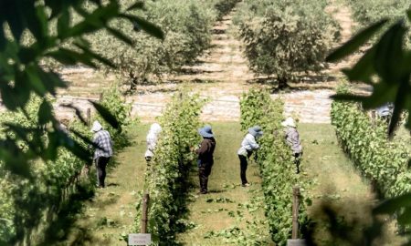 Τι αναφέρουν βρετανικές επιχειρήσεις για τον οινοτουρισμό